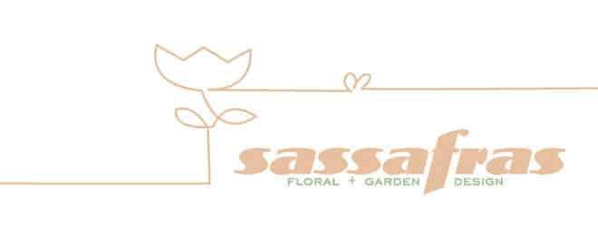 Sassafras