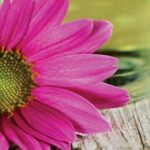 Botanic Oil Innovations