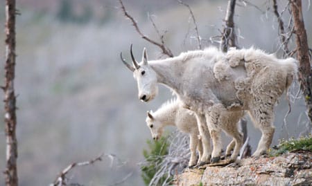 Freedom to Roam