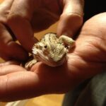Shiny the Bearded Dragon
