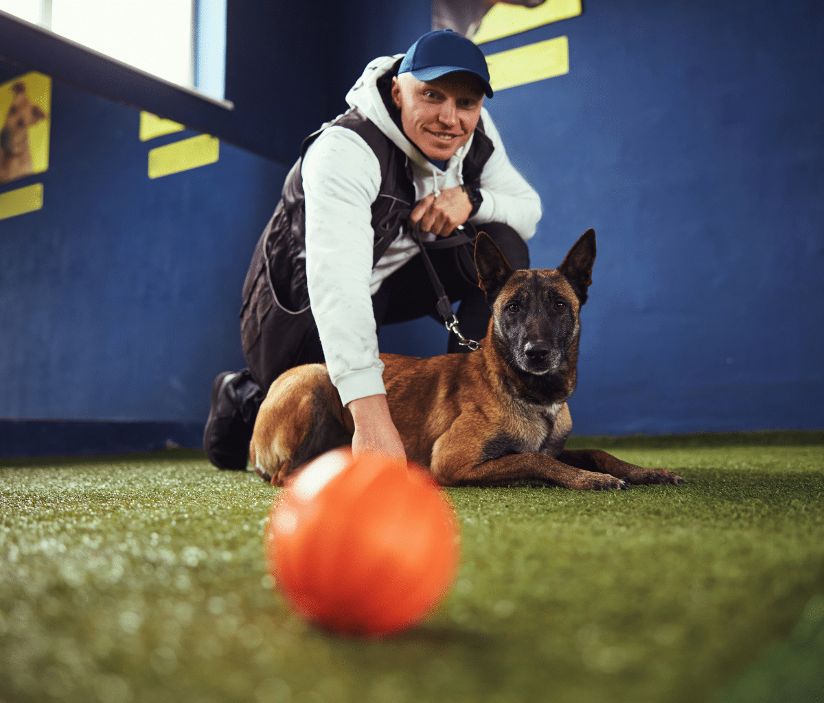 A dog trainer working with a Belgian Malinois